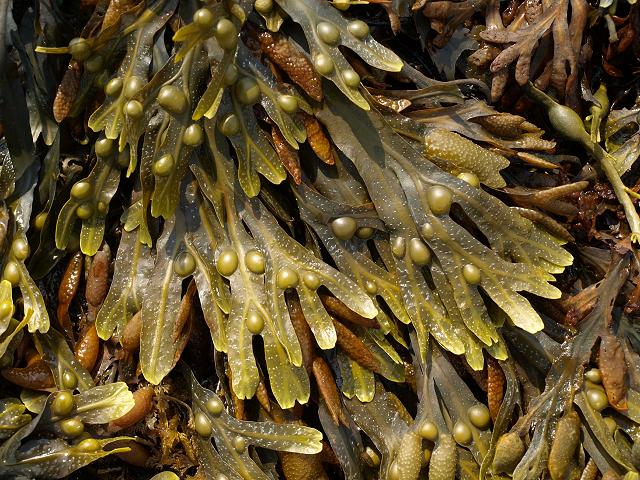 Bladderwrack